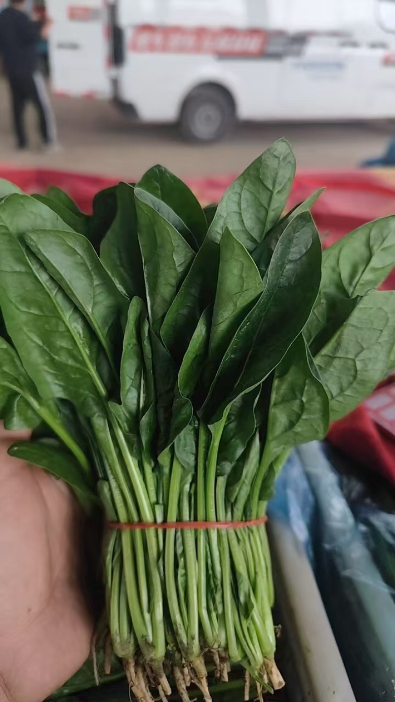 江苏南通菠菜基地直发视频看货对接商超市场电商
