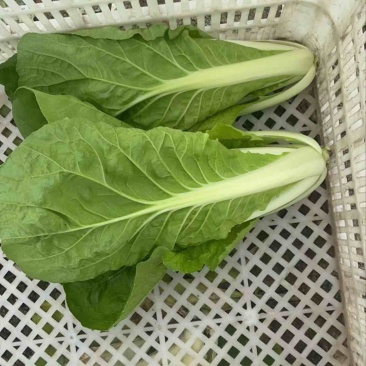 江苏南通杭白菜视频看货对接商超市场电商社区团购
