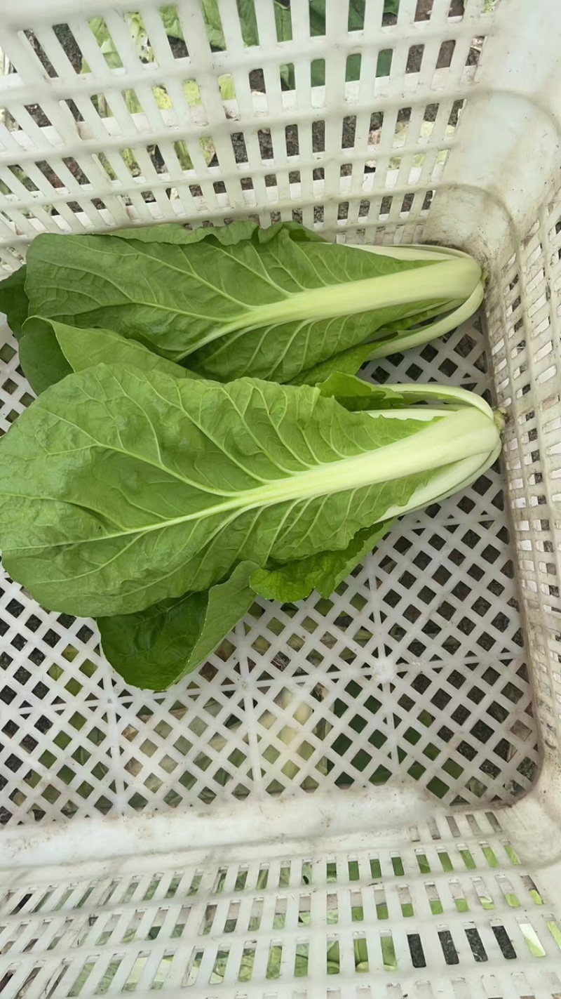 江苏南通杭白菜视频看货对接商超市场电商社区团购