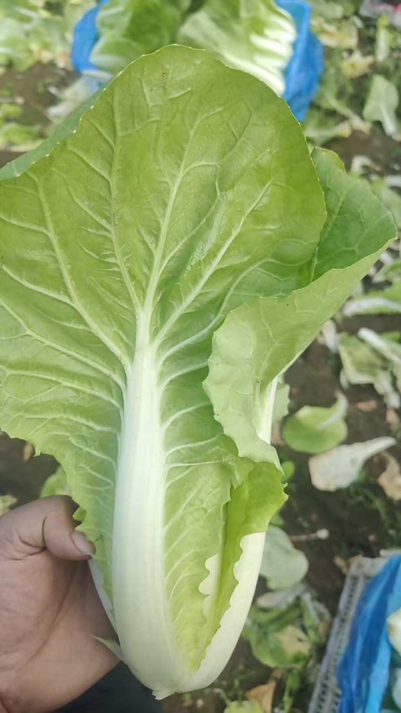江苏南通杭白菜视频看货对接商超市场电商社区团购