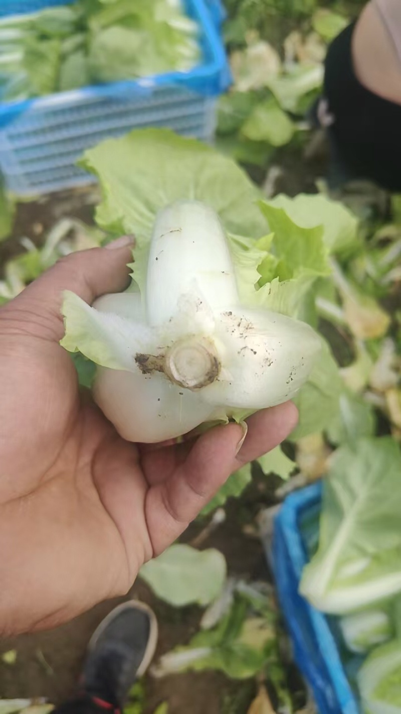江苏南通杭白菜视频看货对接商超市场电商社区团购