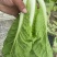 江苏南通杭白菜视频看货对接商超市场电商社区团购