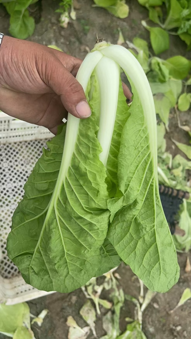 江苏南通杭白菜视频看货对接商超市场电商社区团购