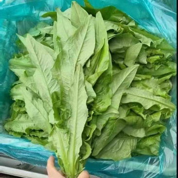 江苏南通油麦菜视频看货对接商超市场电商社区团购