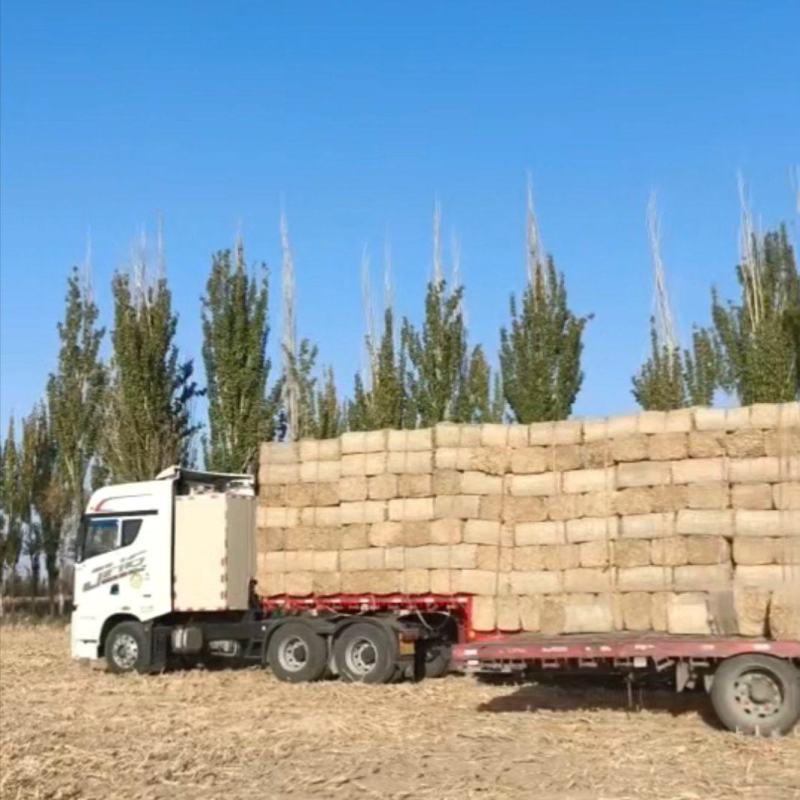 玉米秸杆/阿克苏玉米草/柔丝包/畜牧草饲料