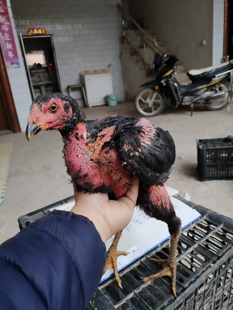 鬼子土炮全是硬货