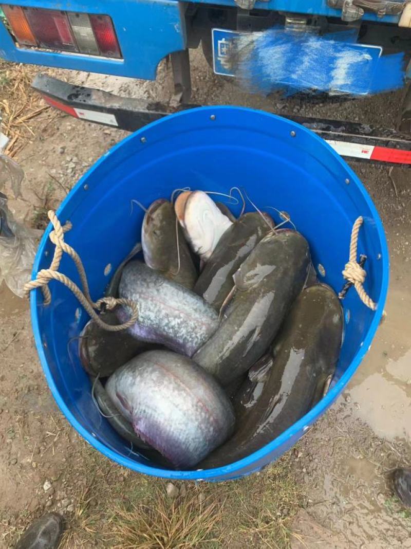处理大口鲶成鱼货源充足量大从优品质保证欢迎采购