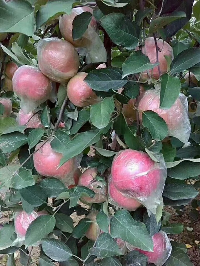 徐州丰县大沙河百果园红富士基地，口感脆甜，色泽鲜艳，