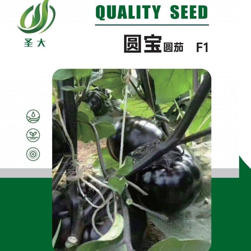 圆黑亮圆茄种子果实圆球形果实皮色黑果肉白嫩细腻抗逆性强