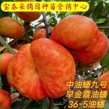 果园直发黄金油蟠桃苗油蟠九/早金霞/36-5包品种成活率