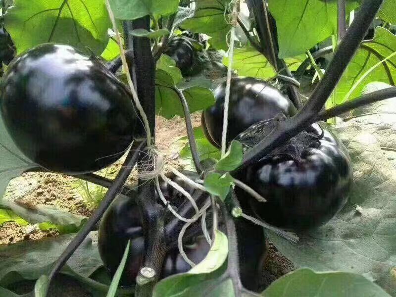 圆黑亮圆茄种子果实圆球形果实皮色黑果肉白嫩细腻抗逆性强