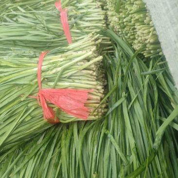 万亩基地韭菜大量供应