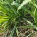 万亩基地韭菜大量供应