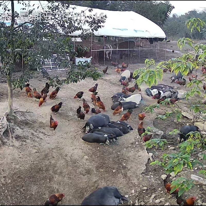 放山土猪，吃高货的来