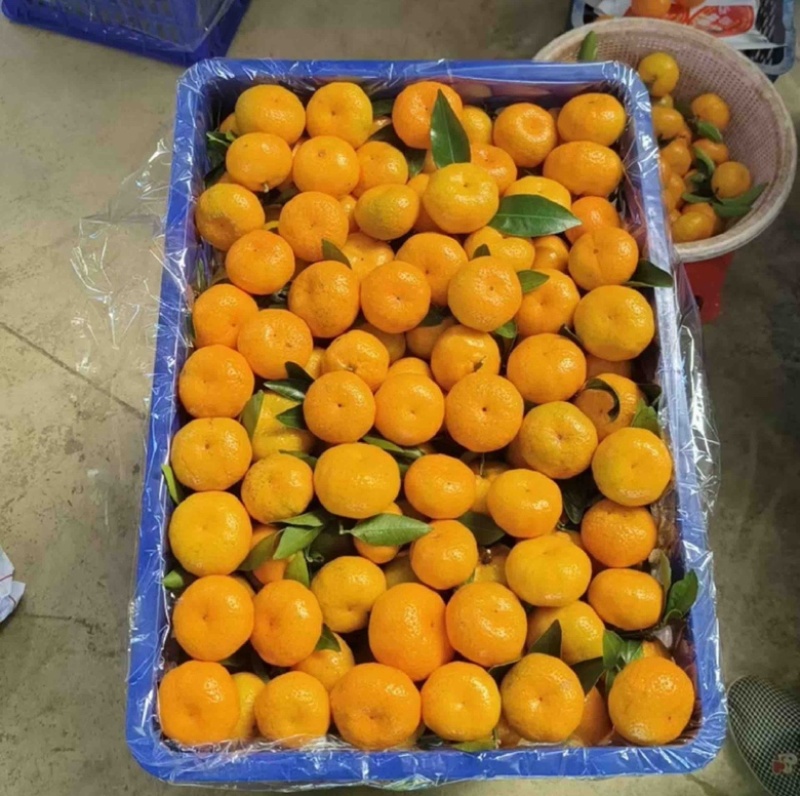 广西南丰蜜橘皮薄肉嫩果肉多汁香甜可口风味浓郁