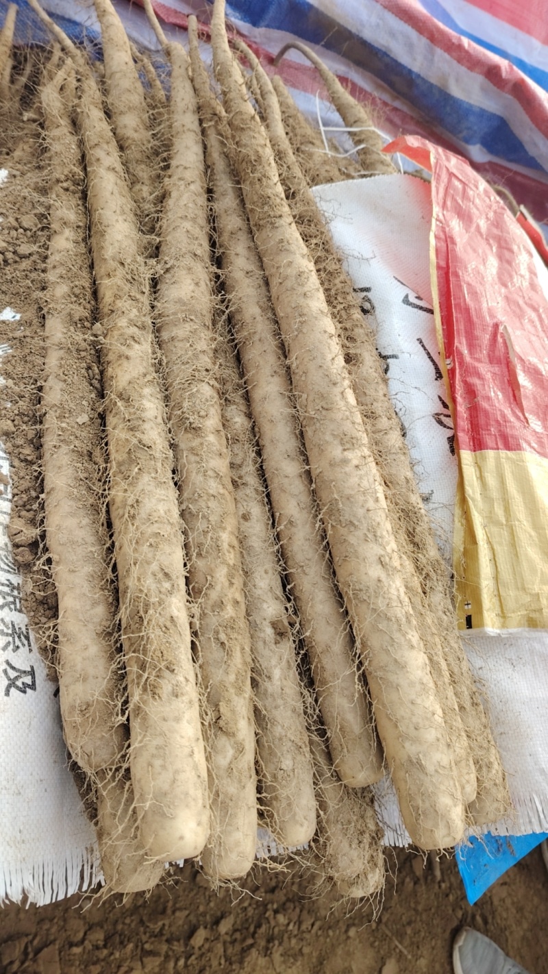 （精品）麻山药，1路，2路，3路，欢迎新老顾客
