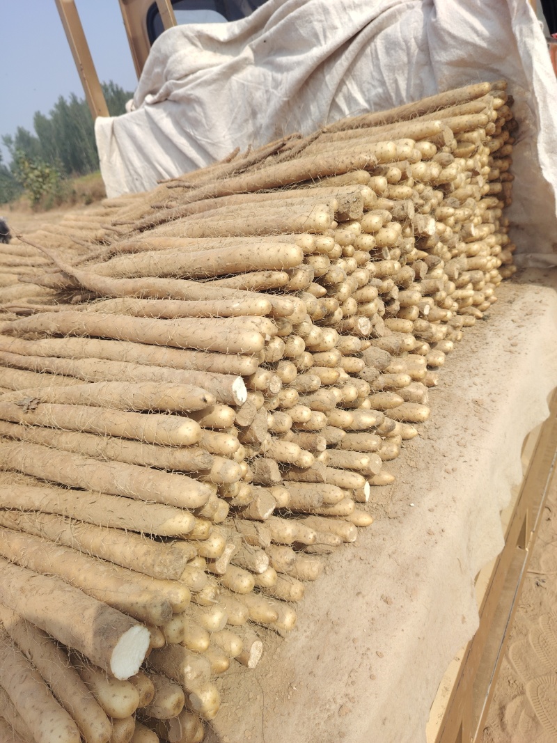 （精品）麻山药，1路，2路，3路，欢迎新老顾客