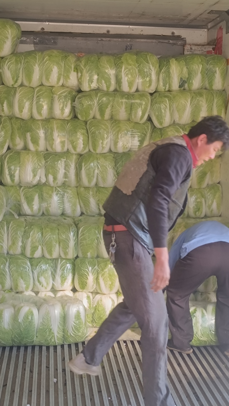 矮棵黄心大白菜大量供应，产地直发，有秋黄秋宝玲珑黄