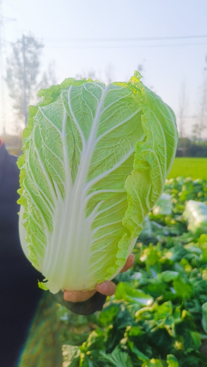 矮棵黄心大白菜大量供应，产地直发，有秋黄秋宝玲珑黄