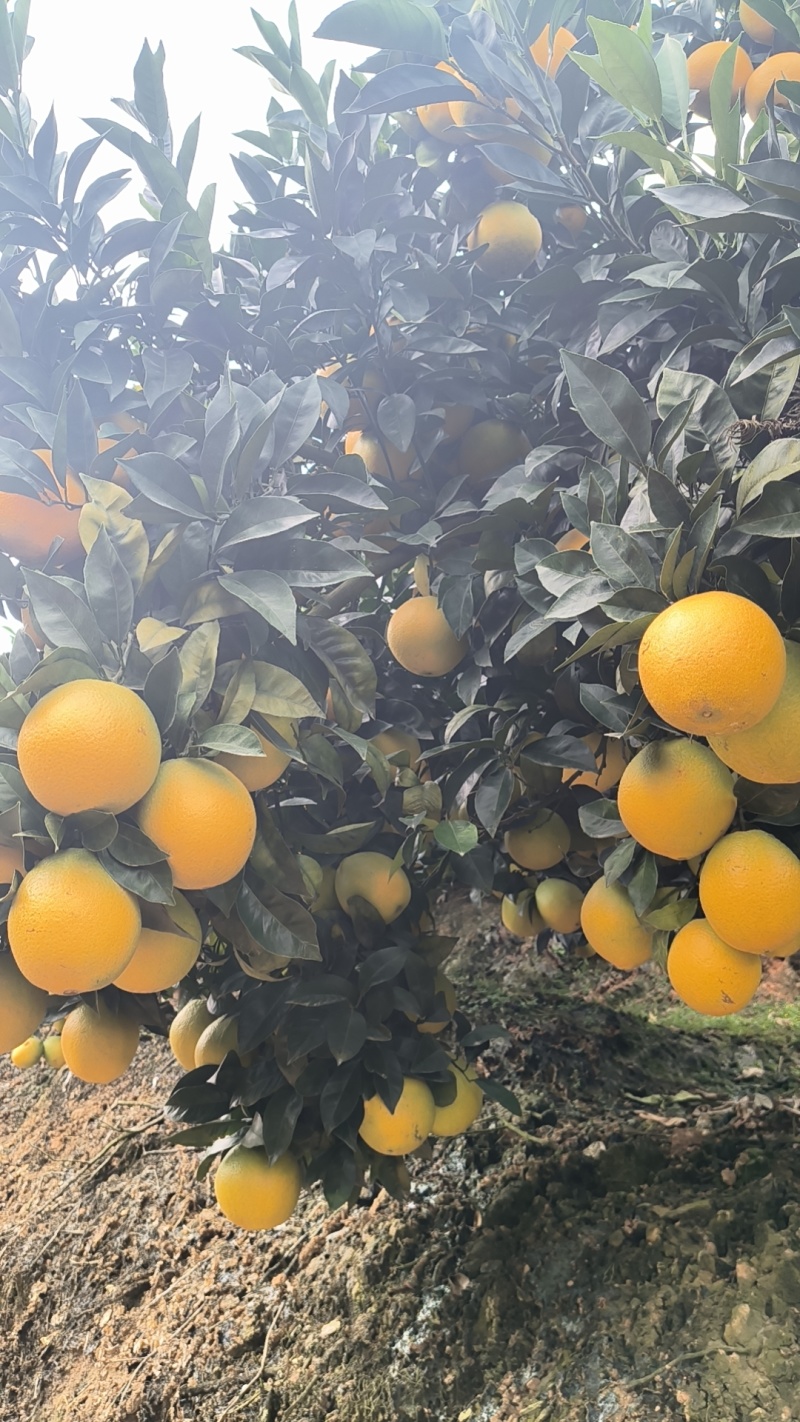 云南高原脐橙
