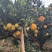 云南高原脐橙