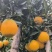 云南高原脐橙