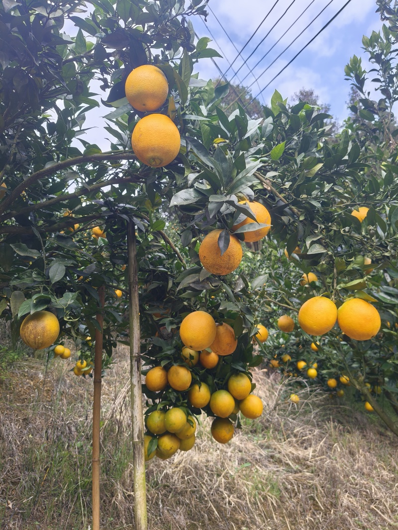 云南高原脐橙