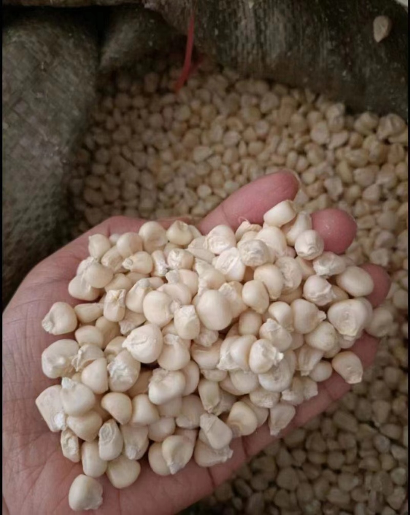 糯玉米粒，甘肃省平凉市崇信县糯玉米，保质保量，