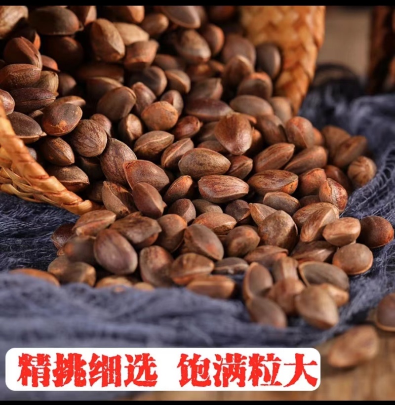 云南松子