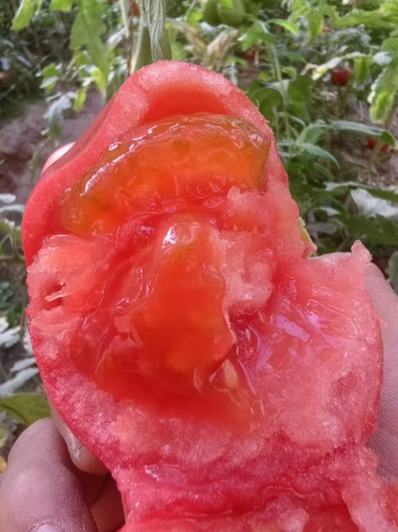 普罗旺斯西红柿大量上市产地直发品相好个个沙瓤