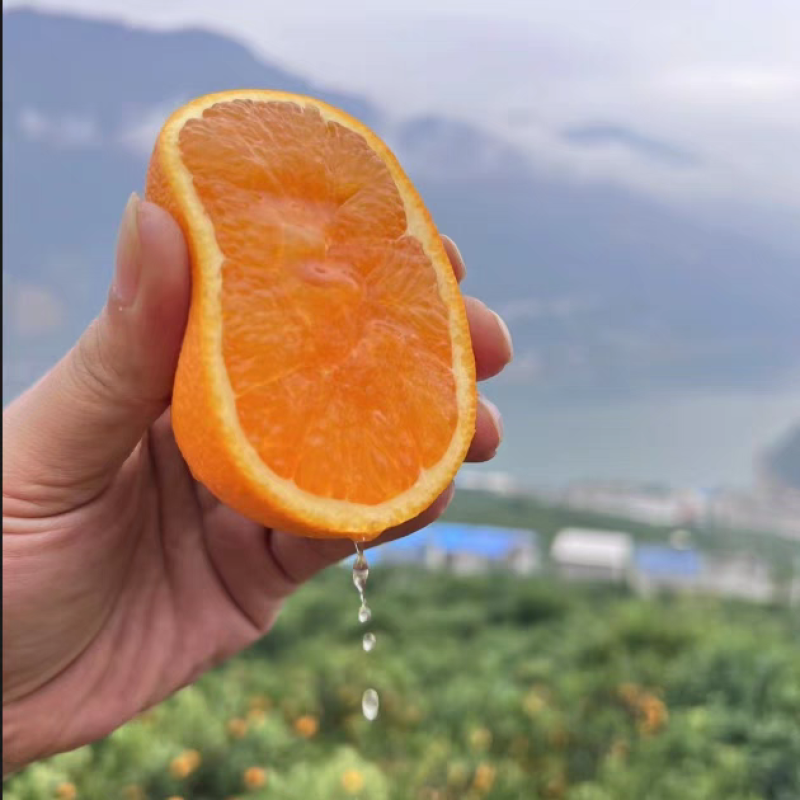 九月红秭归产地直发一手货源，物美价廉大量供应中