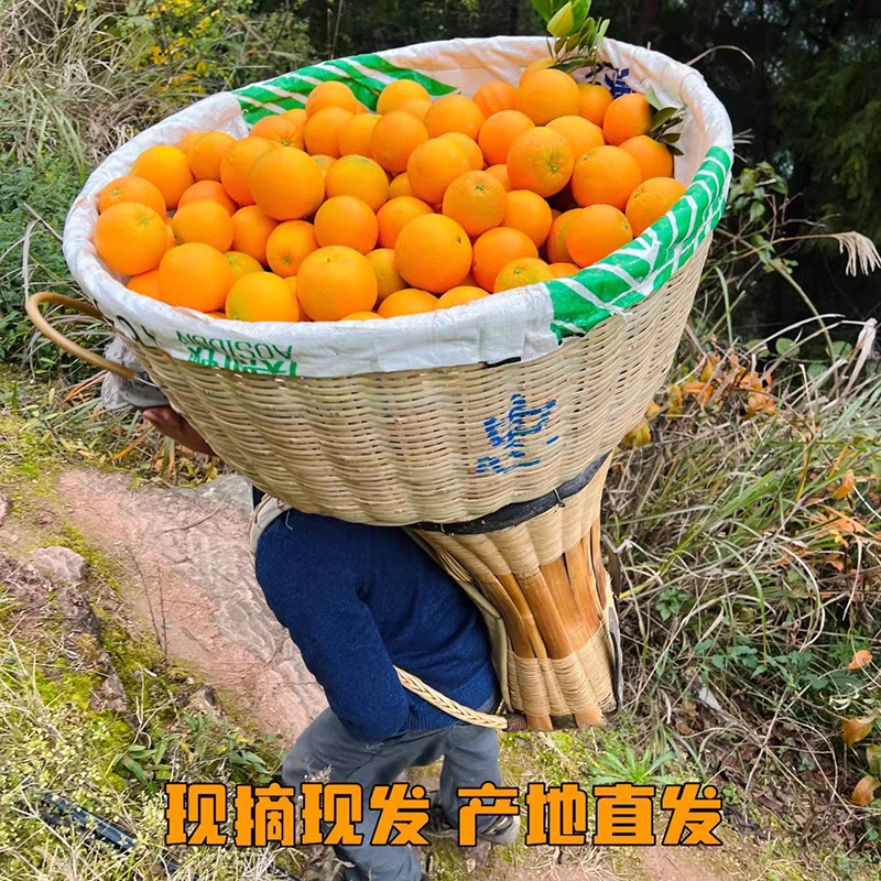 九月红秭归产地直发一手货源，物美价廉大量供应中