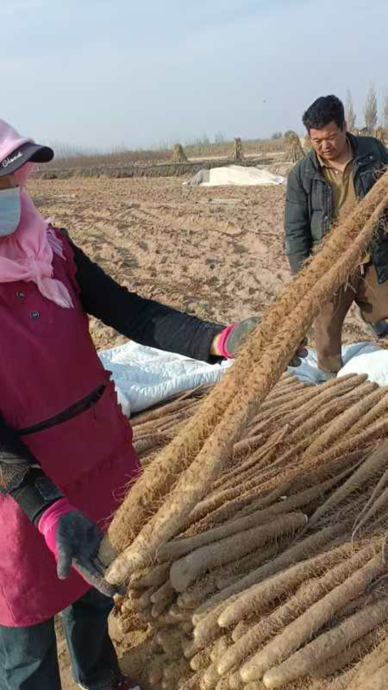 银川白玉山药新鲜现挖现发产地直发品质保障欢迎联系