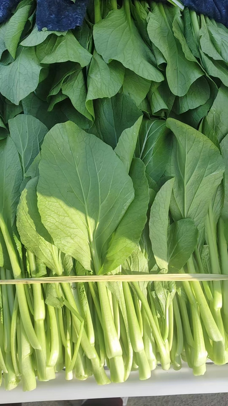 菜心