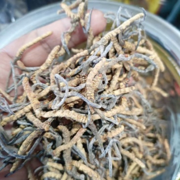 虫草西藏产地直发本地特产保证正品全国包邮