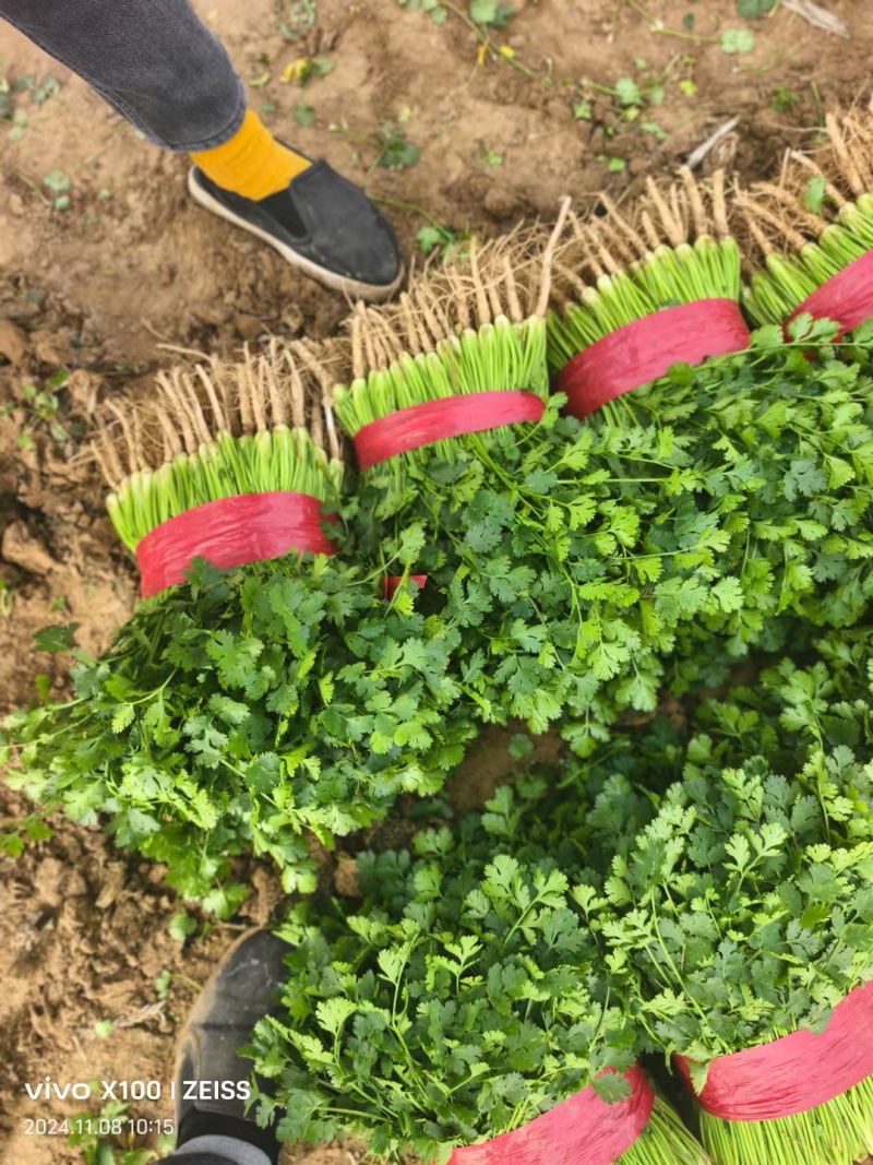 精品鲜香菜以大量上市需要的联系