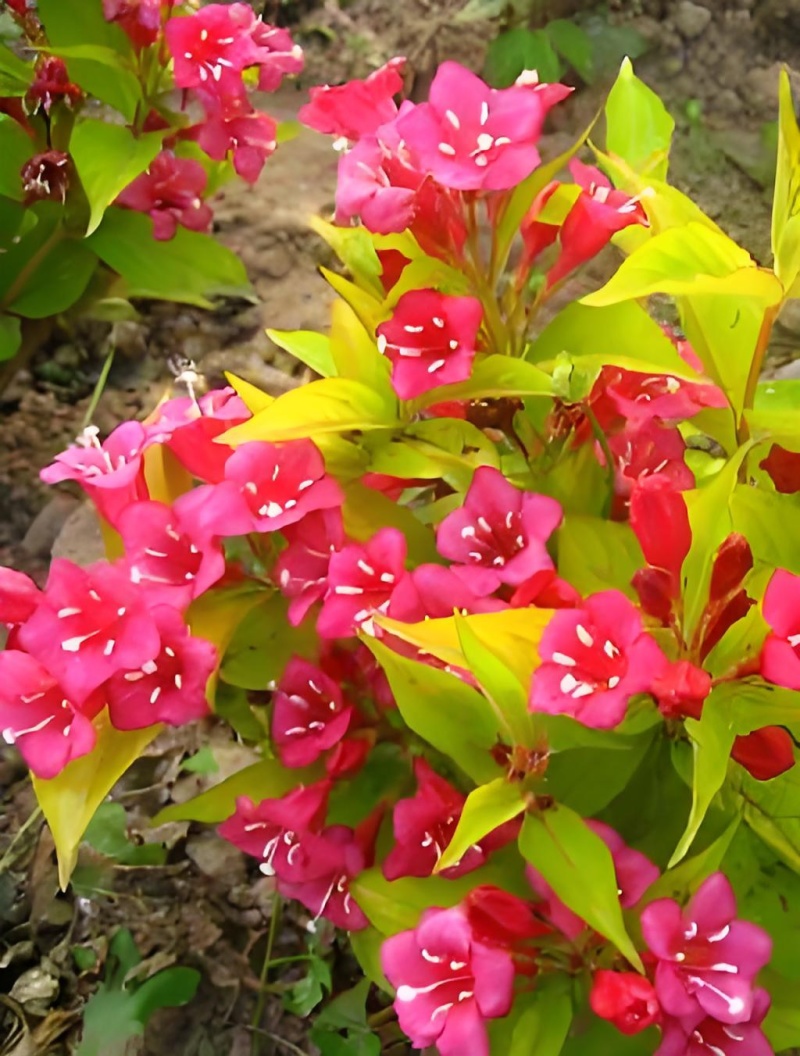 金叶锦带【叶子金黄，是种漂亮的權木花卉】