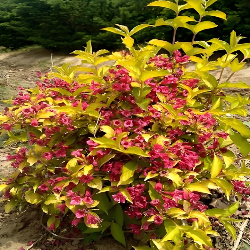 金叶锦带【叶子金黄，是种漂亮的權木花卉】