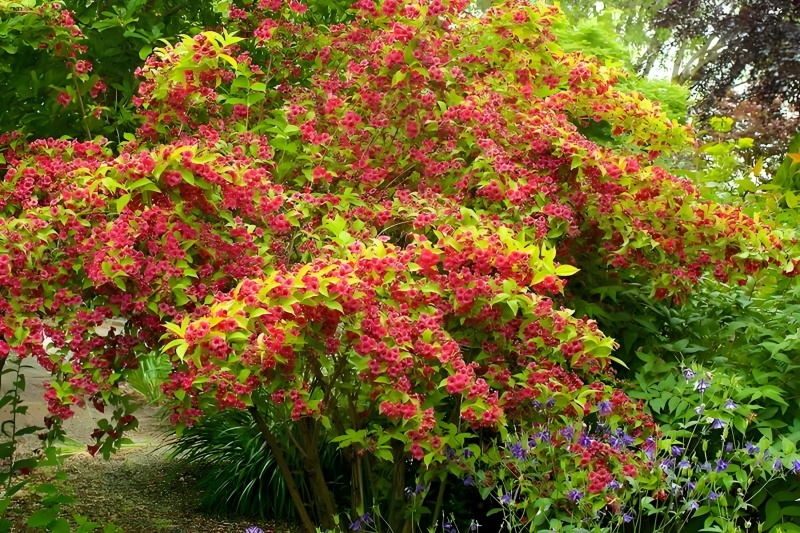 金叶锦带【叶子金黄，是种漂亮的權木花卉】