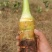精品高钙富硒香芋上市，软糯香甜