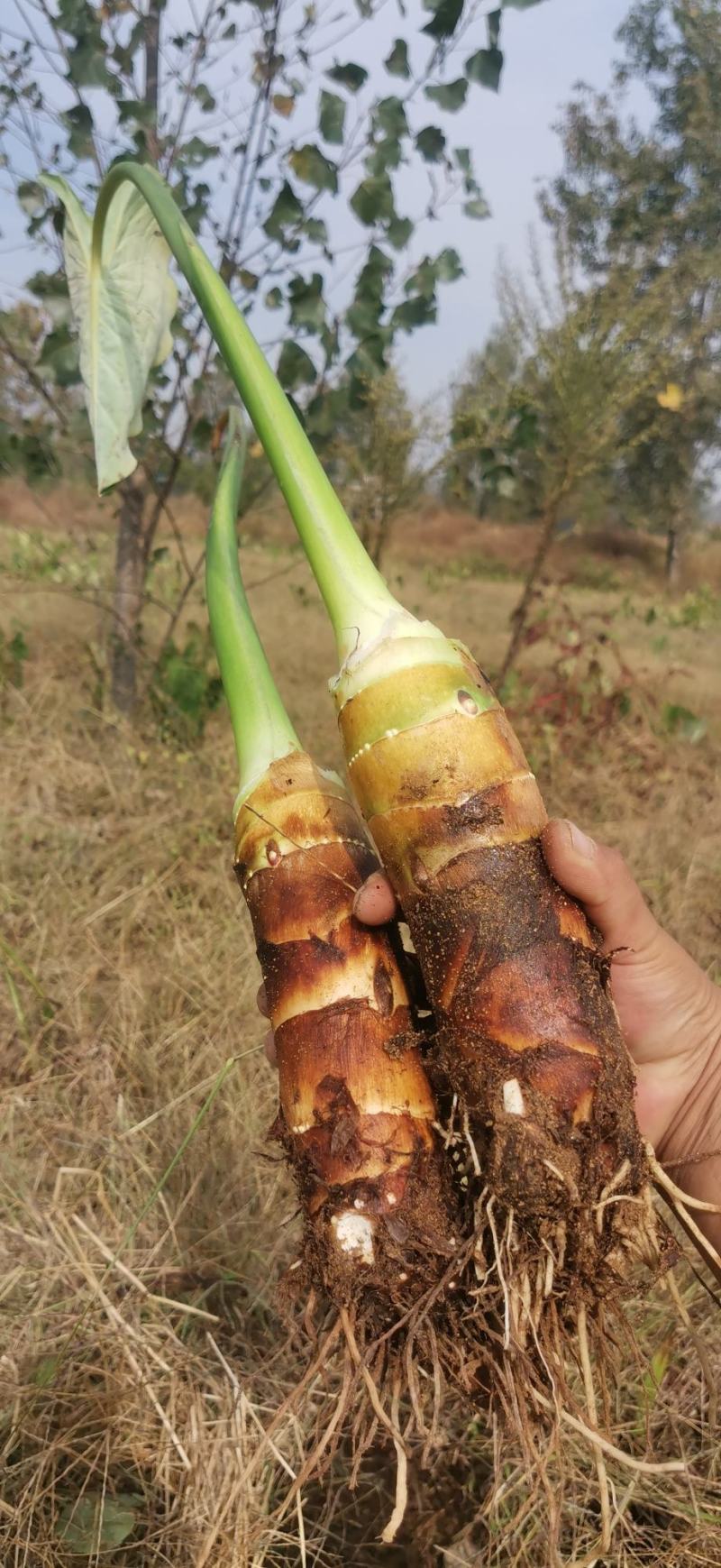精品高钙富硒香芋上市，软糯香甜
