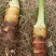 精品高钙富硒香芋上市，软糯香甜