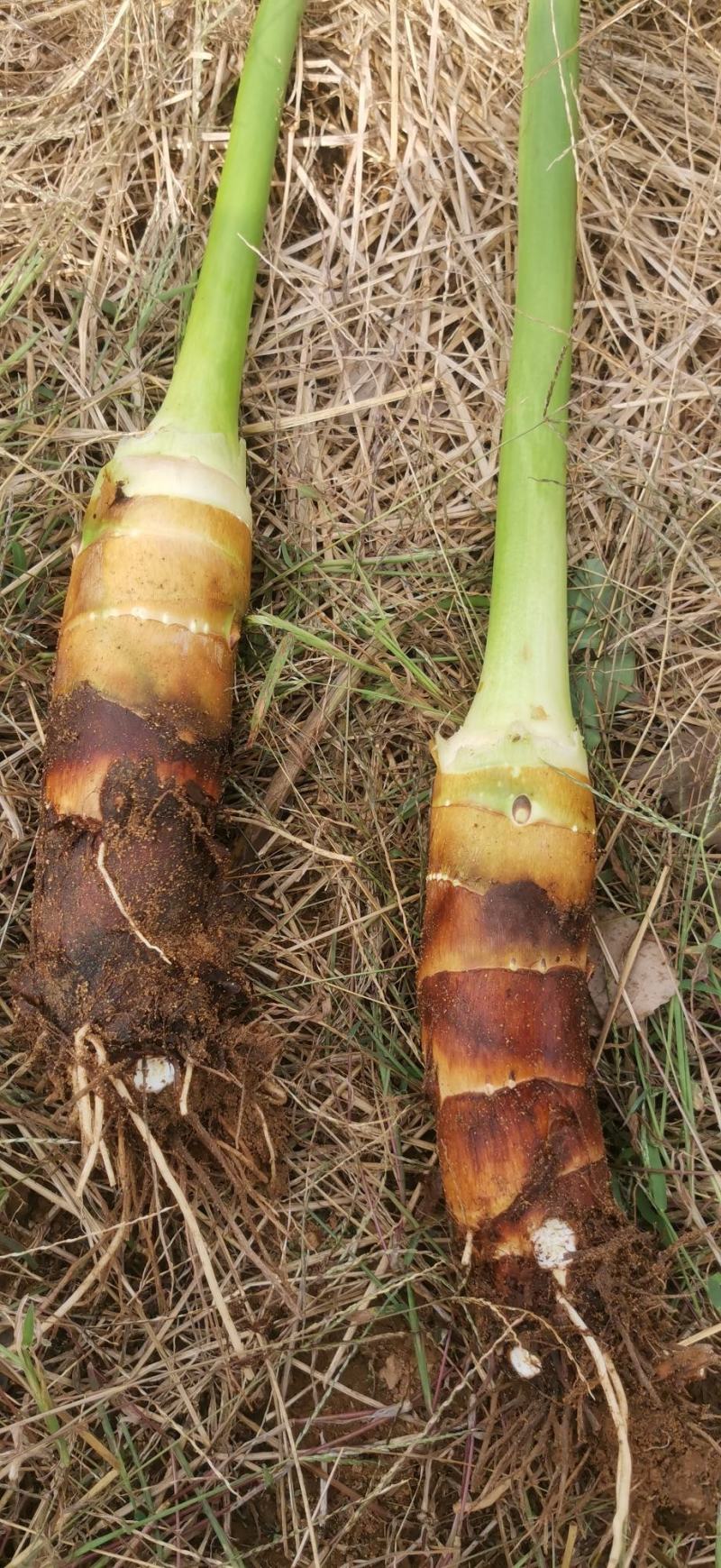 精品高钙富硒香芋上市，软糯香甜
