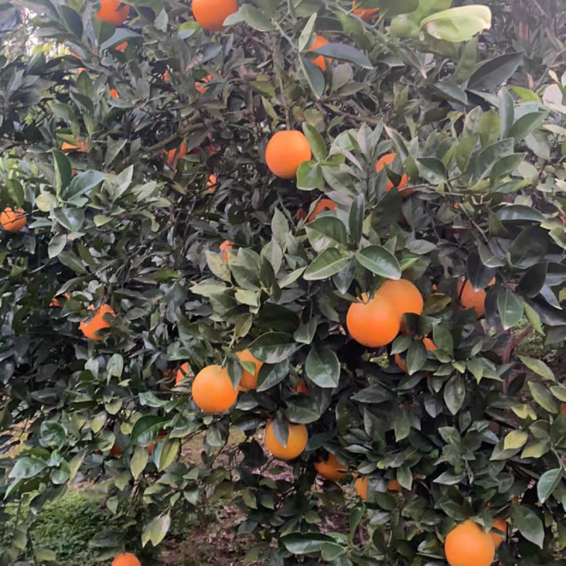 《纽荷尔》湖北秭归脐橙，产地直发大量供应市场商超电商等