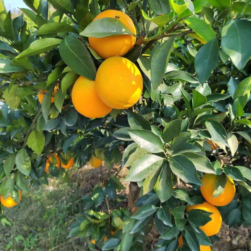 湖南纽荷尔脐橙大量上市全国供货产地直发价格优惠