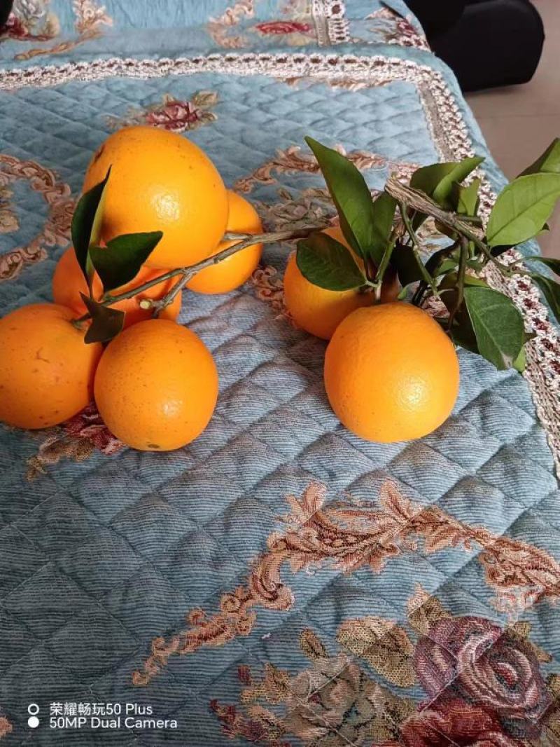 湖南纽荷尔脐橙大量上市全国供货产地直发价格优惠