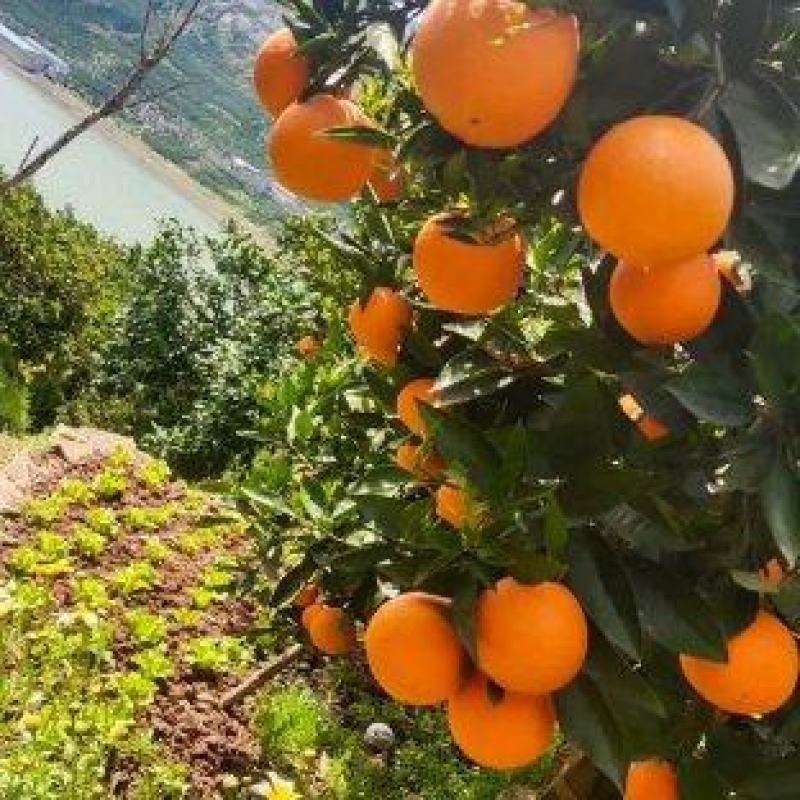 湖南纽荷尔脐橙大量上市全国供货产地直发价格优惠