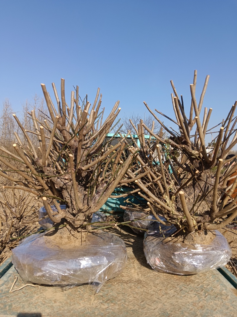梅花盆栽
