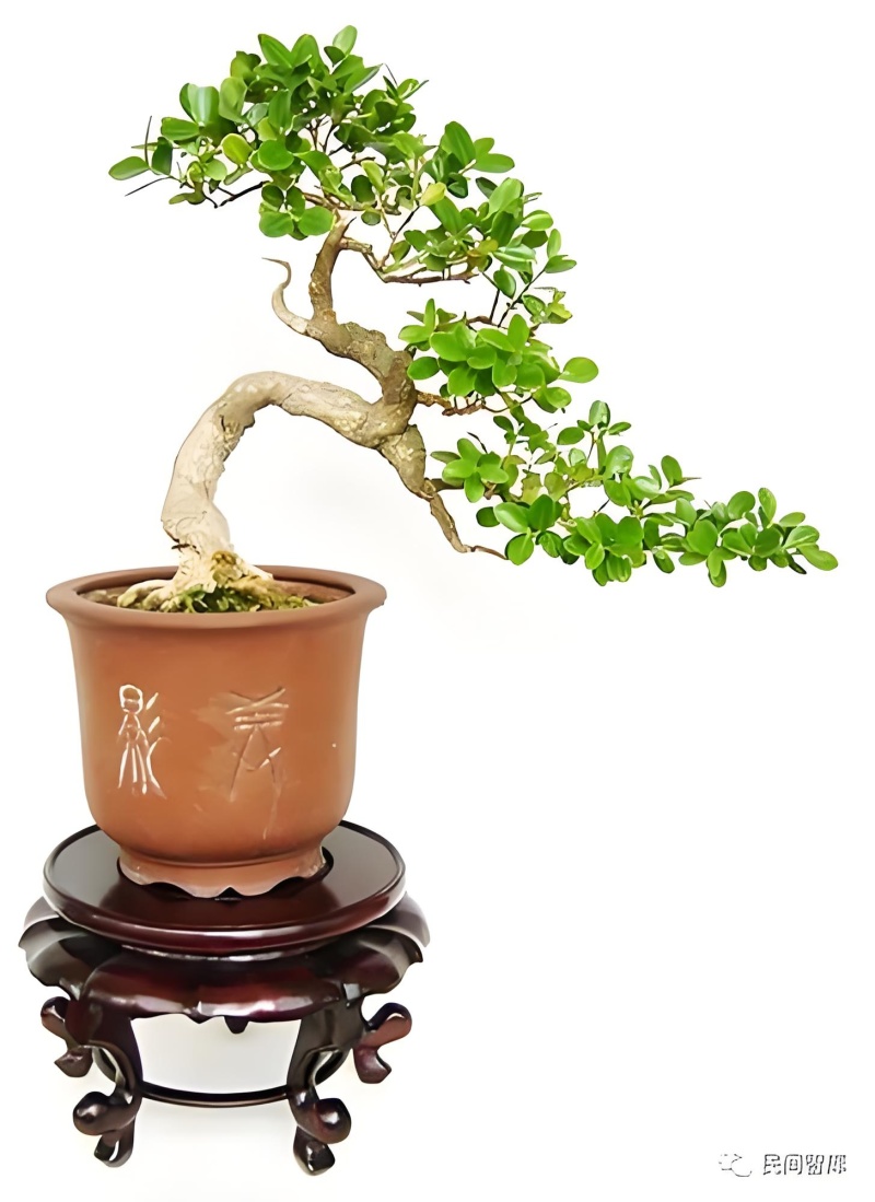 黄杨《可做造型盆景，绿化捕地》抗性特强，耐干耐阴