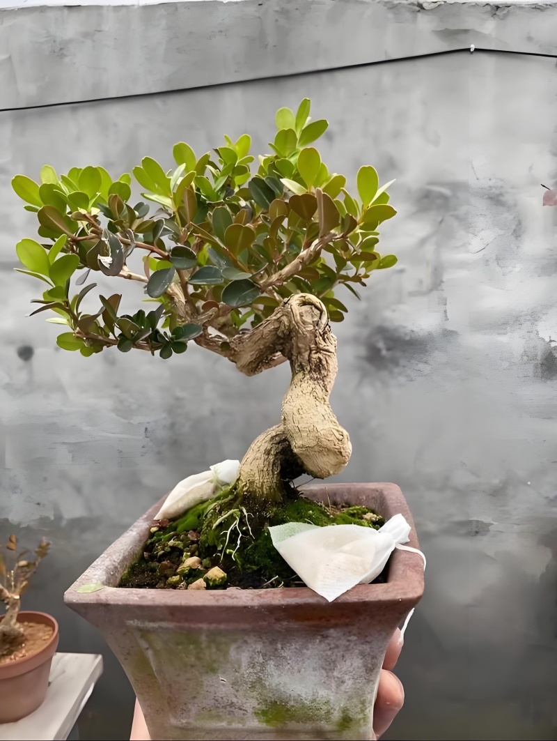 黄杨《可做造型盆景，绿化捕地》抗性特强，耐干耐阴
